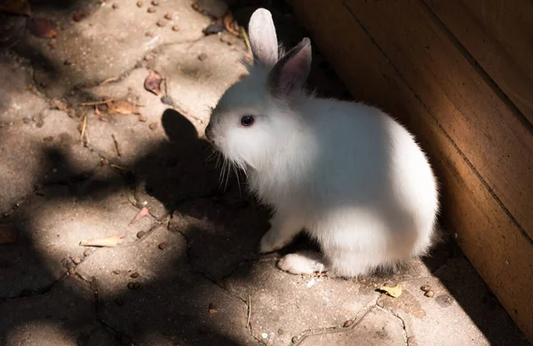 White Rabbit Farm - Stok İmaj