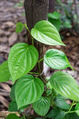 taze tembul yaprak (Piper Betle)