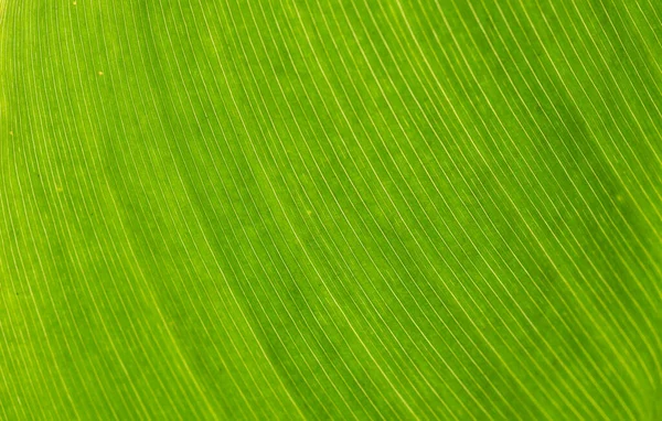 Абстрактная Текстура Зеленого Листа Фона — стоковое фото