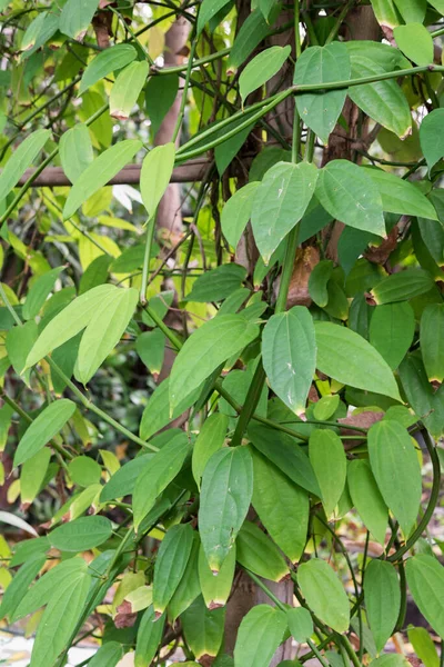 Laurel clock vine, Blue trumpet vine