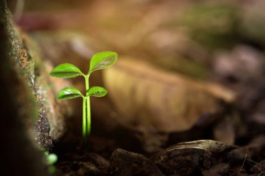 Sabah ışığında topraktan yeşil filizler çıkıyor.
