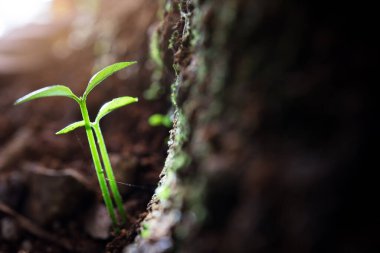 Sabah ışığında topraktan yeşil filizler çıkıyor.
