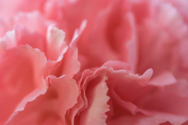 Abstract Macro pink flower background