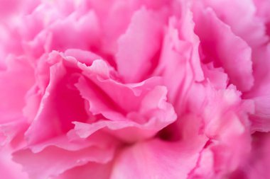 Abstract Macro pink flower background
