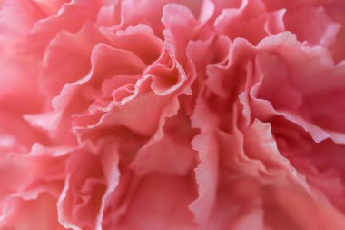 Abstract Macro pink flower background
