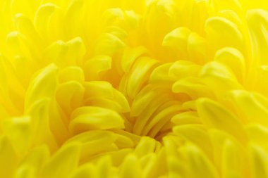 Macro of yellow flowers background