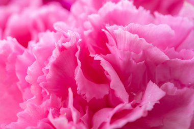 soyut pembe çiçek arkaplanı