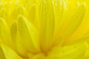 Macro of yellow flowers background