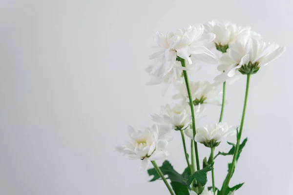 white flower on white background