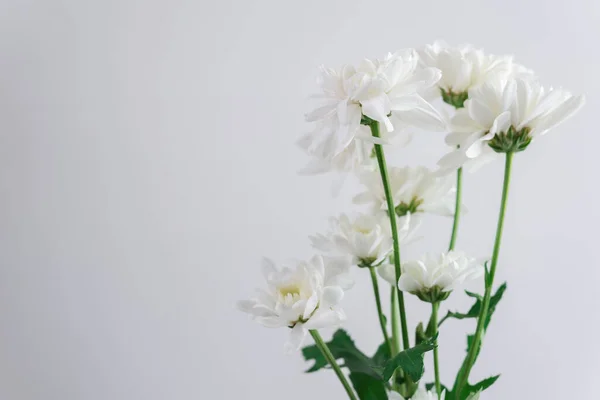 Beyaz Arkaplanda Beyaz Çiçek Stok Fotoğraf