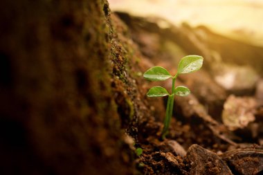 Sabah ışığında topraktan yeşil filizler çıkıyor.