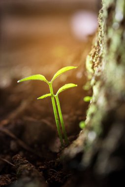 Sabah ışığında topraktan yeşil filizler çıkıyor.