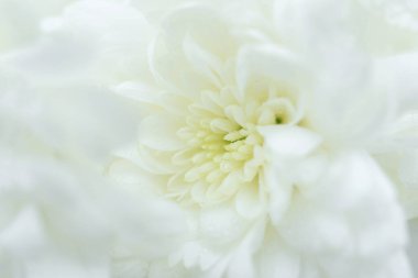 white flower on white background, close up 
