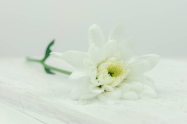 Beyaz arkaplanda beyaz çiçek