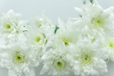 white flower on white background, close up 