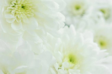 white flower on white background, close up 