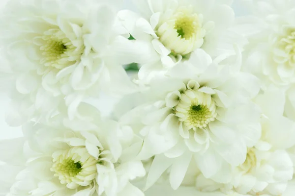 white flower on white background, close up