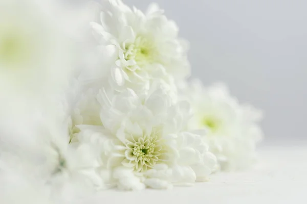 white flower on white background, close up