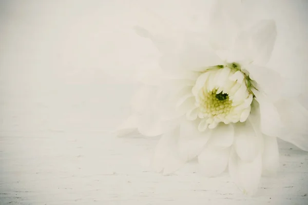 Fiore Bianco Sfondo Bianco — Foto Stock