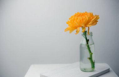 Cam bir şişede portakal rengi kasımpatı çiçeği