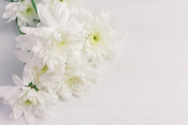 white flower on white background, close up, copy space