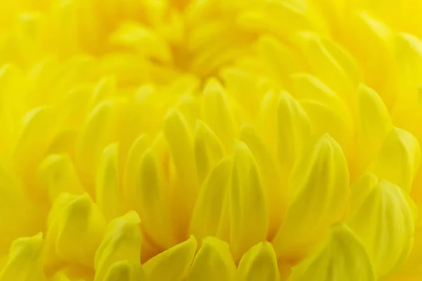 Rozmycie Żółte Kwiaty Tło — Zdjęcie stockowe