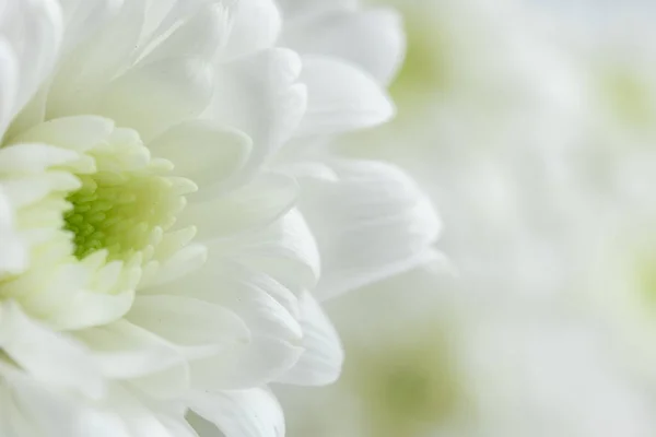 white flower on white background, close up