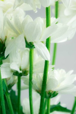 Beyaz çiçek arkaplanı kapat