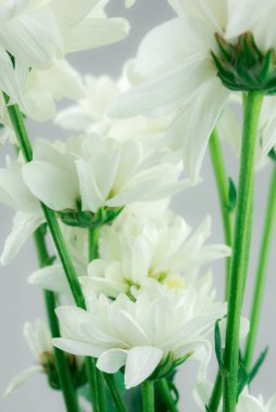 Beyaz çiçek arkaplanı kapat