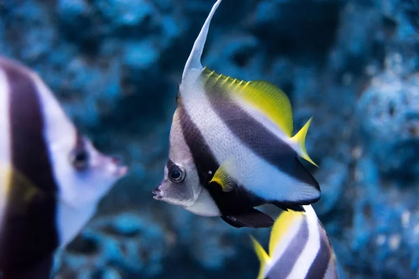 물에는 산호초 물고기 — 스톡 사진