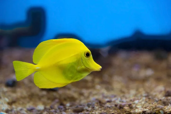 Korallenrifffische Wasser Schöne Unterwasserfotos — Stockfoto