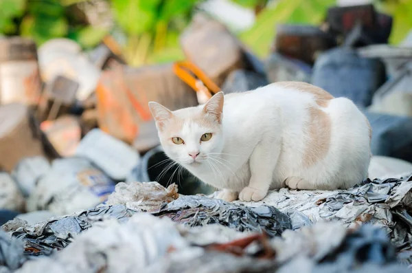 Bílá Kočka Venkovní Pozadí — Stock fotografie