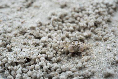 küçük beyaz Yengeç üzerinde kum portre vurdu
