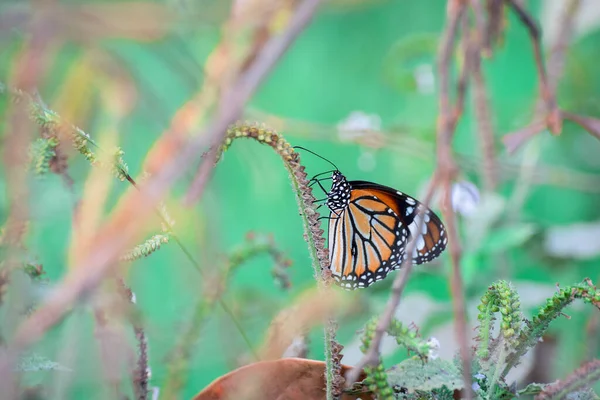 Colorato Bokeh Sfocatura Sfondo — Foto Stock