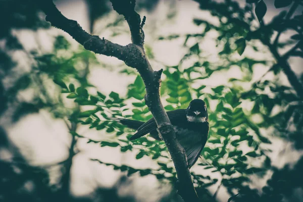 Beyaz boğazlı Fantail Flycatcher