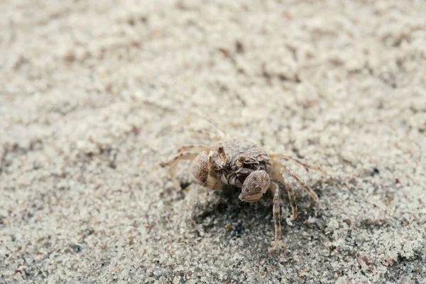 Μικρό Λευκό Καβούρι Στην Άμμο Closeup Πυροβόλησε — Φωτογραφία Αρχείου