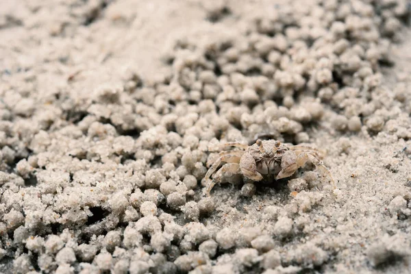 küçük beyaz Yengeç üzerinde kum portre vurdu