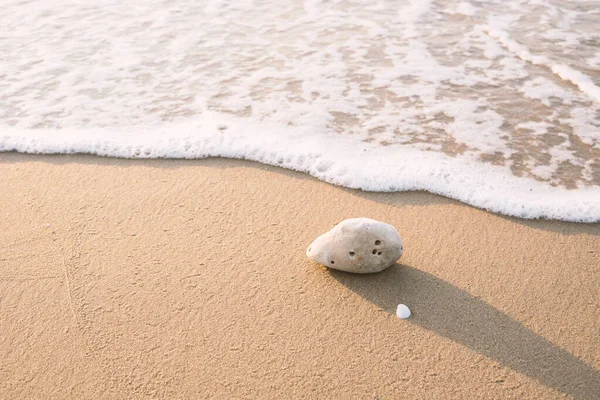 Denizin önündeki kumsalda bir mercan parçası.