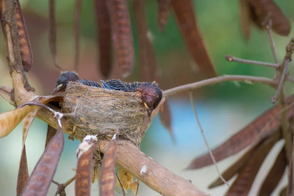 Bebé Pájaros Esperando Madre — Foto de Stock