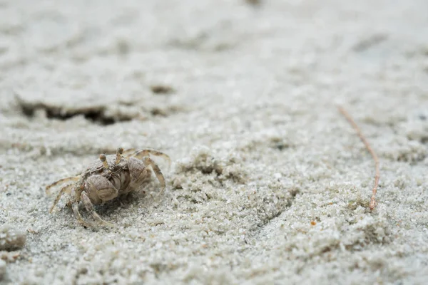 砂のクローズ アップ ショットで小さな白カニ — ストック写真