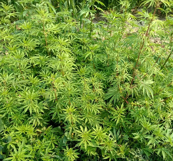 Zielona Świeża Cannabis Sativa Indica Liście Lub Bhang Roślin — Zdjęcie stockowe