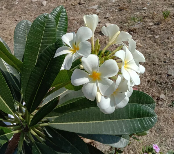 Fiori Plumeria Colore Bianco Foglia — Foto Stock