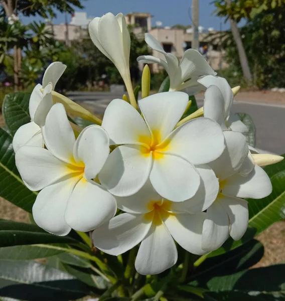 Biały Kolor Plumeria Kwiaty Liście — Zdjęcie stockowe