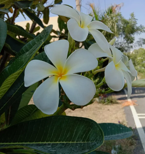 Biały Żółty Kolor Plumeria Kwiat Zielony Pozostawić — Zdjęcie stockowe