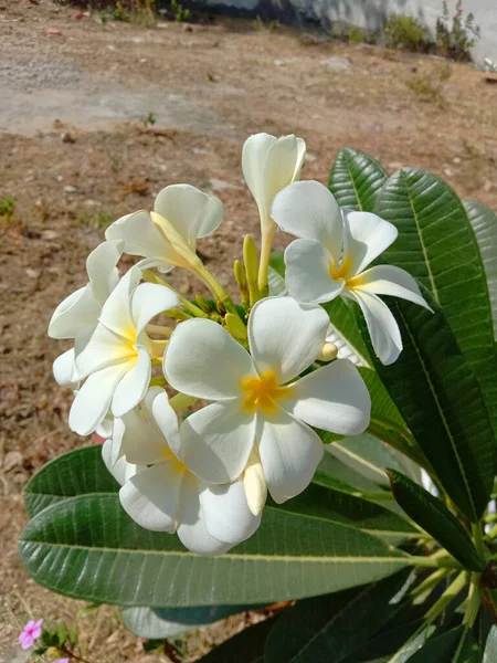 Biały Kolor Plumeria Kwiat Liście — Zdjęcie stockowe