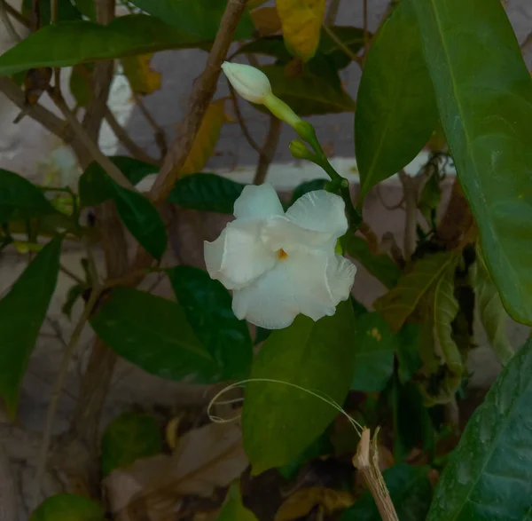 Planta Branca Flor Tabernaemontana Divaricata Chandani — Fotografia de Stock