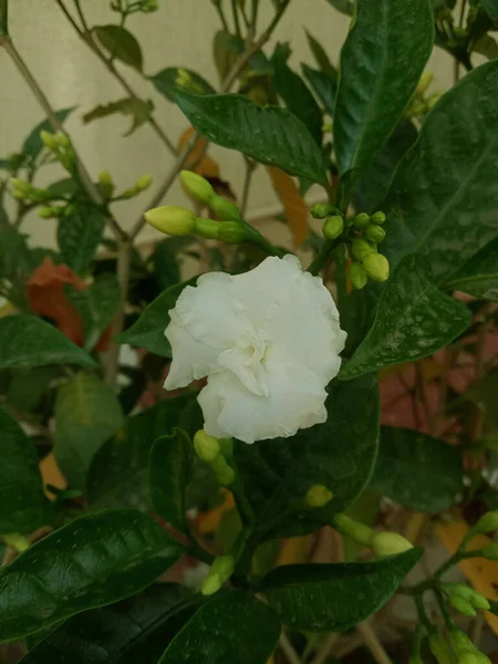 Tabernaemontana Divaricata Branco Flor Chandani — Fotografia de Stock