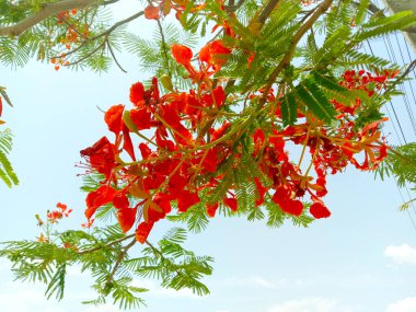 Delonix regia veya gulmohar kırmızı renk çiçekler ve yapraklar 