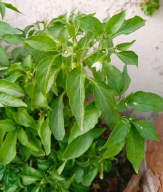 yeşil biber ya da kırmızı biber bitkisi yaprakları 