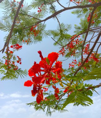 Delonix regia veya gulmohar kırmızı çiçek ve bırakın